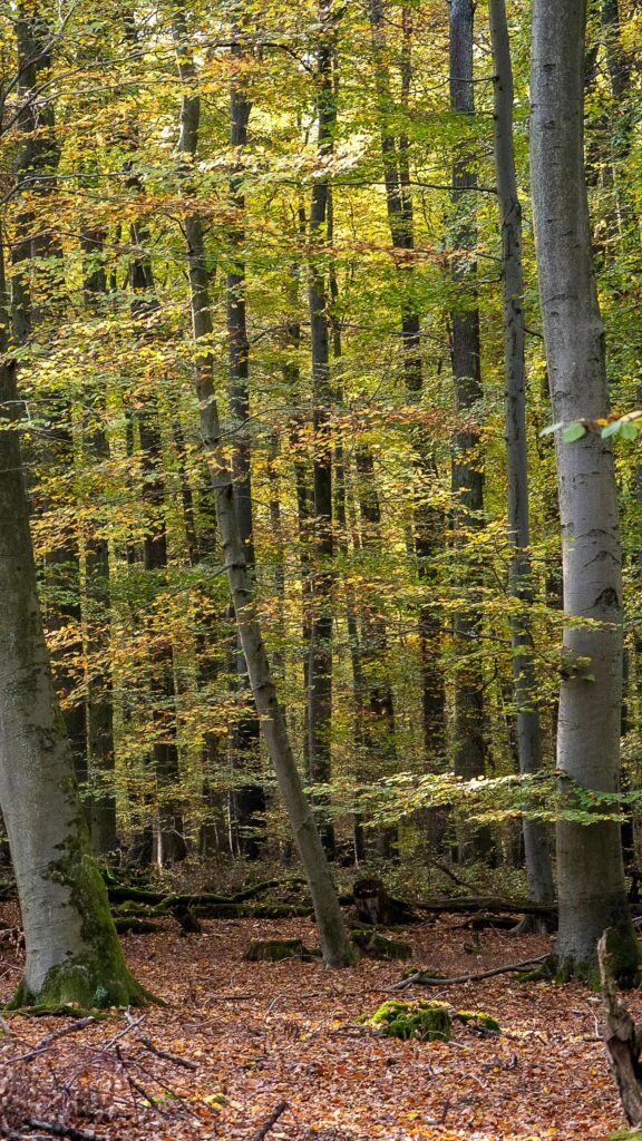 Blick in den Wald